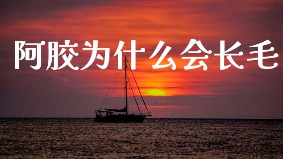 阿胶为什么会长毛_https://www.fansifence.com_国际期货行情_第1张