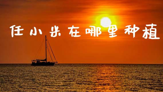 任小米在哪里种植_https://www.fansifence.com_国际期货_第1张